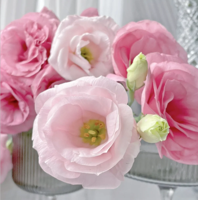 💐Lisianthus – Timeless Beauty, Everlasting Love💫