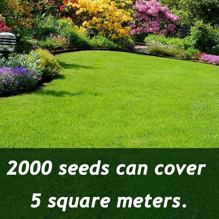 π± Evergreen dwarf grass seed for four seasons | Create your perfect lawn here