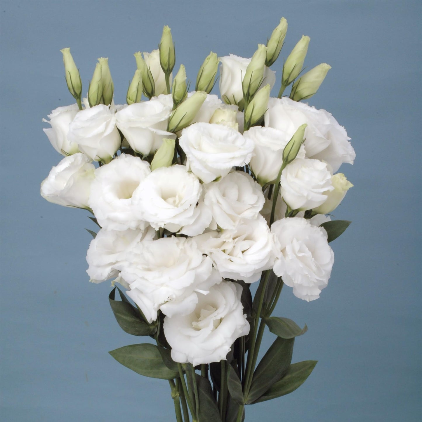 Perennial, long-flowering: Lisianthus seeds🌼