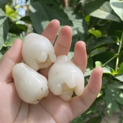 🍹Sweet, crispy, and juicy wax apple seeds🪴