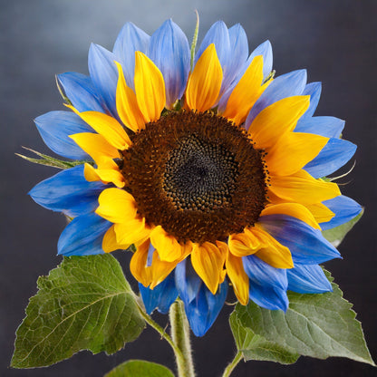 Midnight Blaze Sunflower Seeds