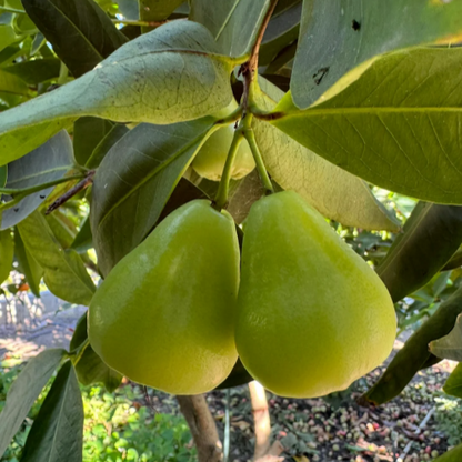 🍹Sweet, crispy, and juicy wax apple seeds🪴