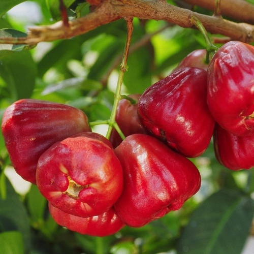 🍹Sweet, crispy, and juicy wax apple seeds🪴