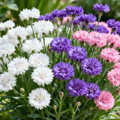 🌸Cornflower Garden Seeds