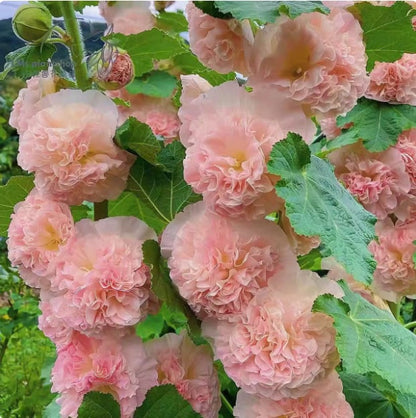 🌺Double Hollyhock Seeds – Fall & Winter Planting, Perennial Blooms & Stunning Garden Elegance🍂