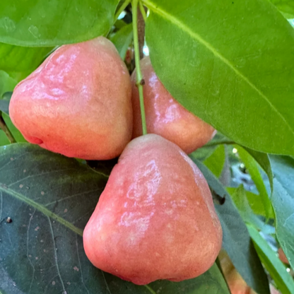 🍹Sweet, crispy, and juicy wax apple seeds🪴