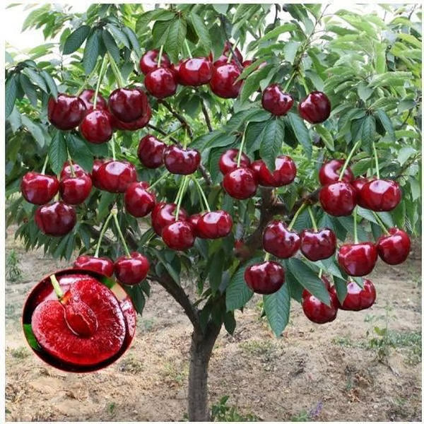 🍒 Premium Sweet Cherry Seeds (New Harvest) – 99% Germination | Pre-Primed for Fast Sprouting