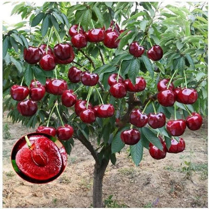 🍒 Premium Sweet Cherry Seeds (New Harvest) – 99% Germination | Pre-Primed for Fast Sprouting