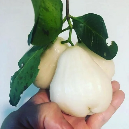 🍹Sweet, crispy, and juicy wax apple seeds🪴