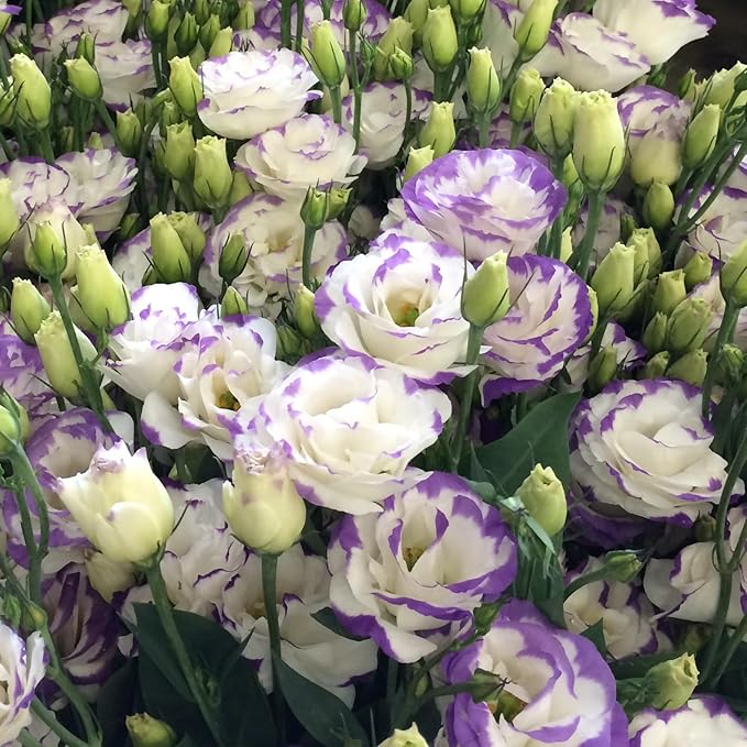 Perennial, long-flowering: Lisianthus seeds🌼