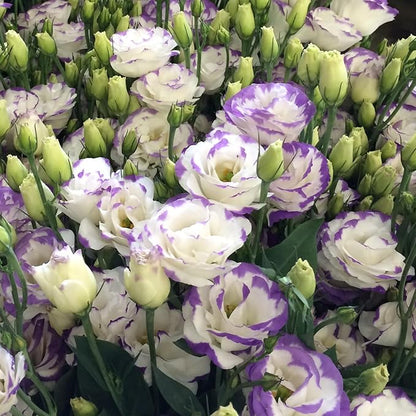Perennial, long-flowering: Lisianthus seeds🌼