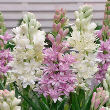 🌸Double Perfume Tuberose Bulbs—Moon Garden Flower