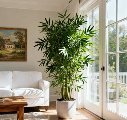 🎍Lucky Bamboo Cypress Seeds – Hardy, Easy-Grow Evergreen for Garden & Home