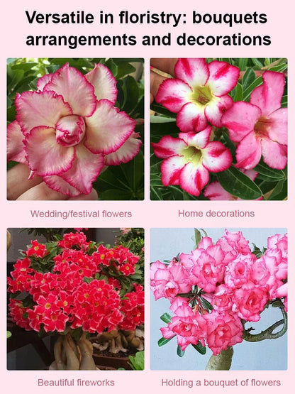 【Blooms in 25 days】Heat-resistant, Sun-resistant, Drought-resistant Desert Rose Bulbs 🔥Can Grow Without Watering