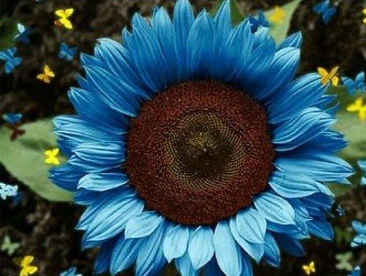 Bright Blue Sunflower Seeds
