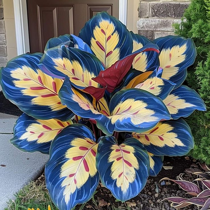 Add a variety of colors to the space-Rare Hosta Seeds🌿