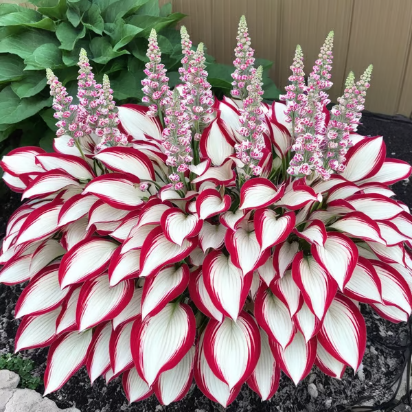 🌟Spring & Winter Growing🍃Premium Rare Hosta Seeds🌿Perfect For Cut Flowers【98% Germination Rate】