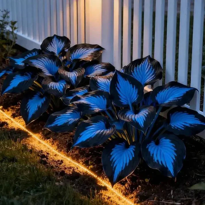🌟Spring & Winter Growing🍃Premium Rare Hosta Seeds🌿Perfect For Cut Flowers【98% Germination Rate】