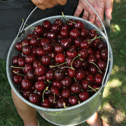 🍒 Premium Sweet Cherry Seeds (New Harvest) – 99% Germination | Pre-Primed for Fast Sprouting