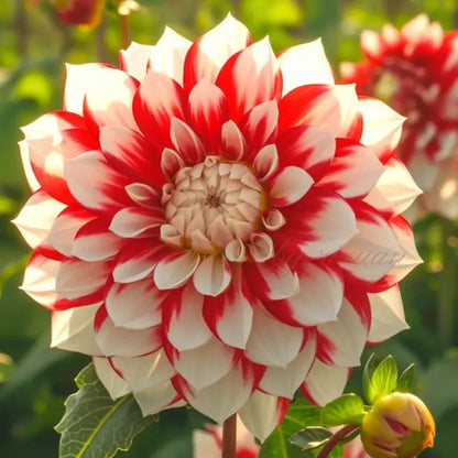 Rare Double Dahlias – Bold Blooms Ordinary Gardens Never Have