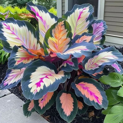 Add a variety of colors to the space-Rare Hosta Seeds🌿