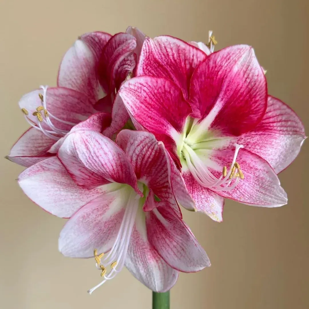 💥😍Rare double-petaled amaryllis bulbs