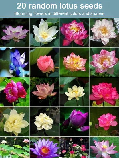 USDA Organic Certified Hydroponic Lotus Seeds