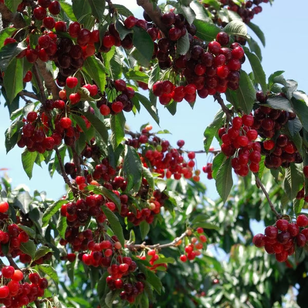 🍒 Premium Sweet Cherry Seeds (New Harvest) – 99% Germination | Pre-Primed for Fast Sprouting