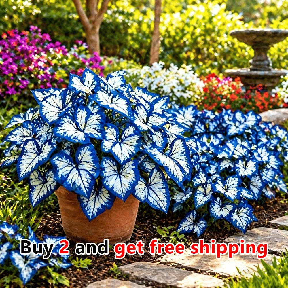 🌸 Moonlight Butterfly Flower Seeds