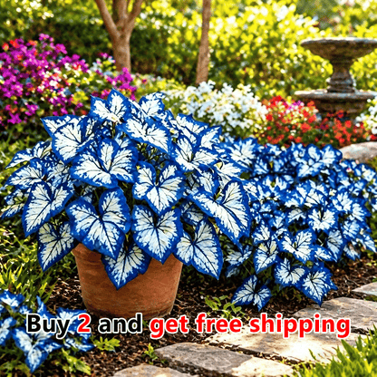 🌸 Moonlight Butterfly Flower Seeds