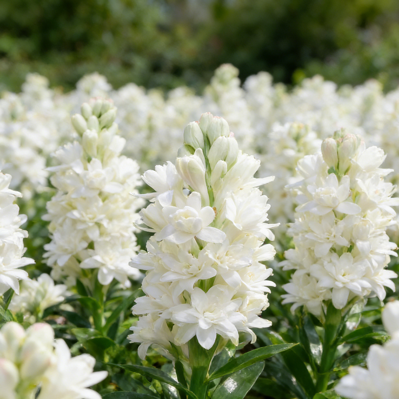 🌸Double Perfume Tuberose Bulbs—Moon Garden Flower