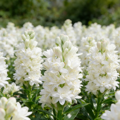 🌸Double Perfume Tuberose Bulbs—Moon Garden Flower