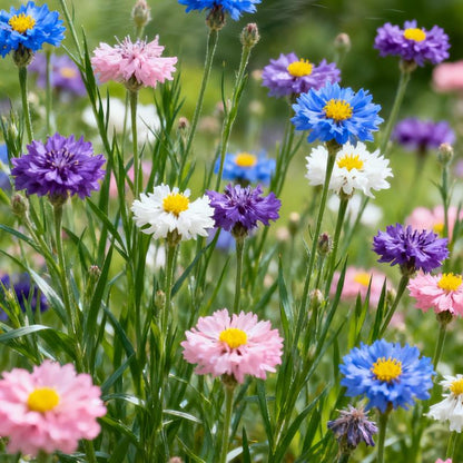 🌸Cornflower Garden Seeds