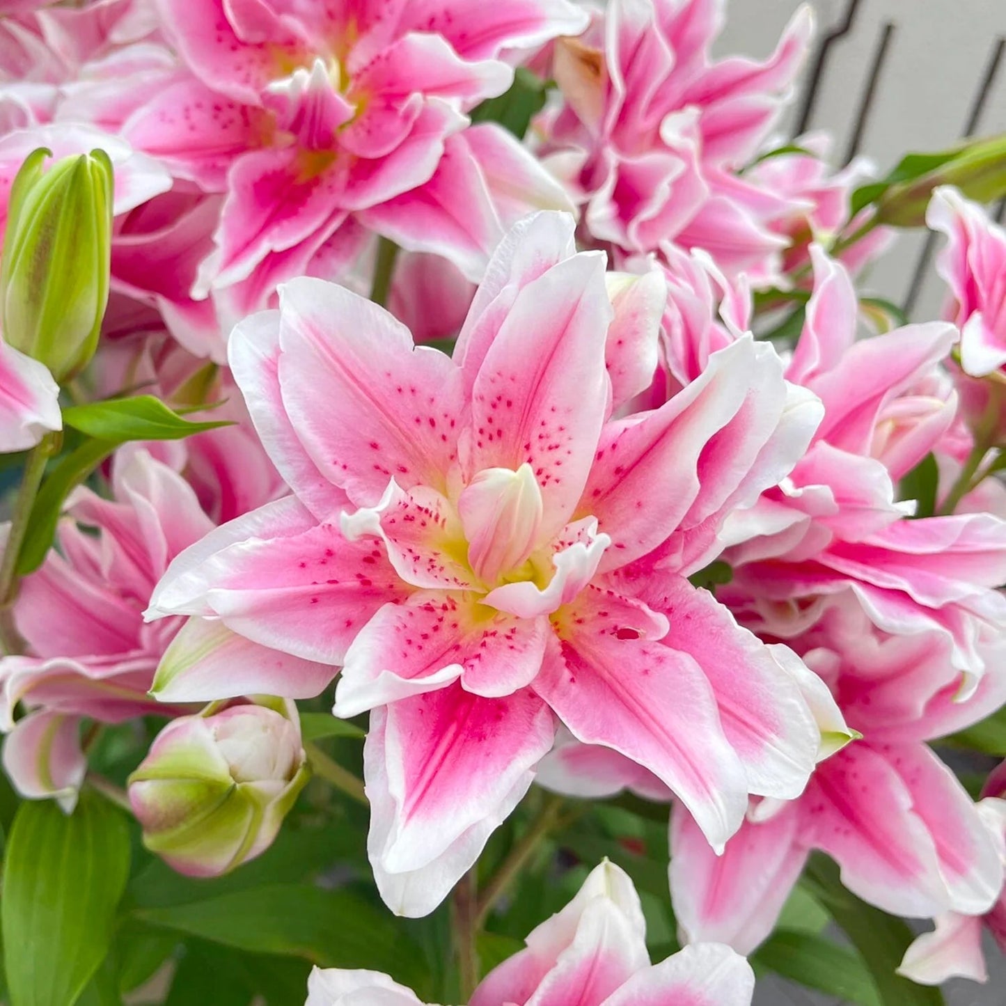Rare Lily Bulbs