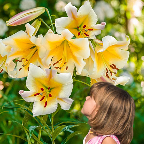 Rare Lily Bulbs