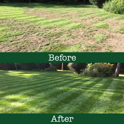 🌿🌟 Four Seasons Evergreen Dwarf Grass Seeds – Your Lawn’s New Best Friend