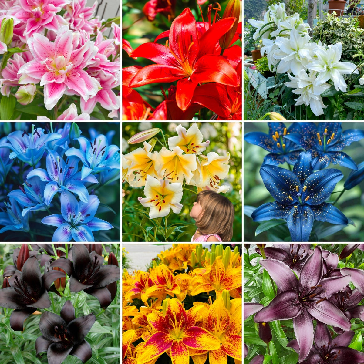 Rare Lily Bulbs