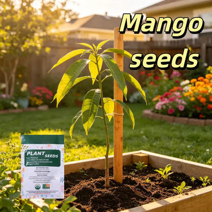🔥 65K+ SOLD! 🥭 Sweet "Golden Honey" Dwarf Mango Tree Seeds (Grow at Home)