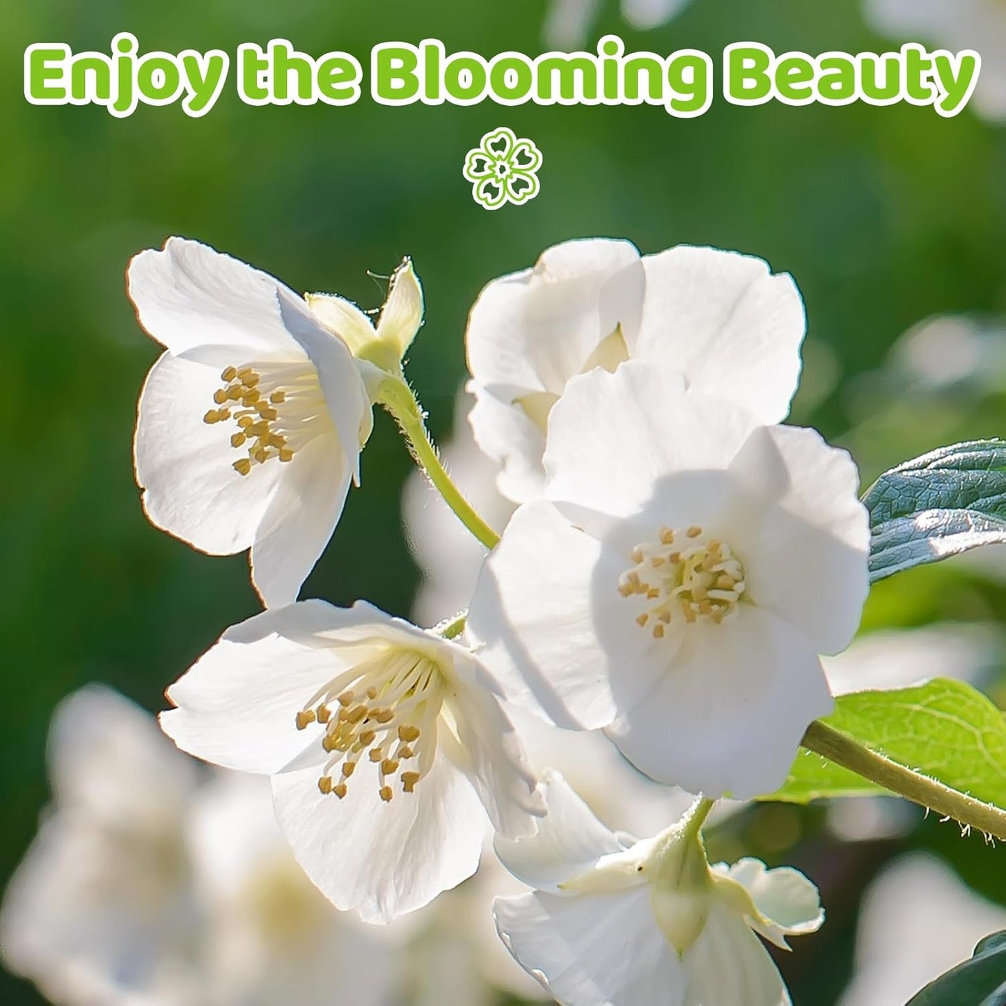 🏆 50K+ SOLD! 🌿 FrostCharm Jasmine Seeds – Winter Planting, Perennial Blooms & Fragrant Garden Elegance