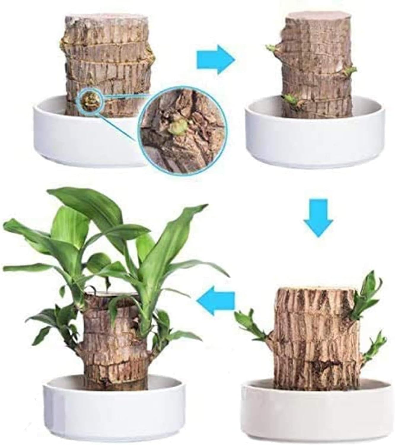🎁Lucky Plant🪴Brazilian Wood🔥The best-selling bonsai in 2026