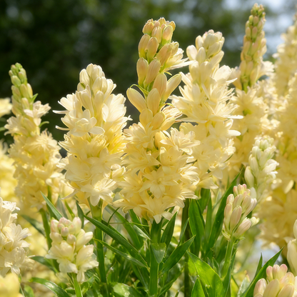 🌺Double Perfume Tuberose Bulbs—Moon Garden Flower