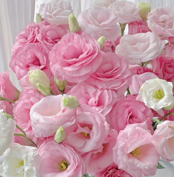 💐Lisianthus – Timeless Beauty, Everlasting Love💫