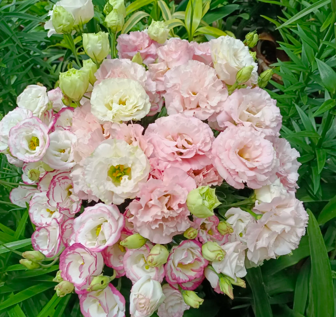 💐Lisianthus – Timeless Beauty, Everlasting Love💫