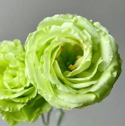 💐Lisianthus – Timeless Beauty, Everlasting Love💫