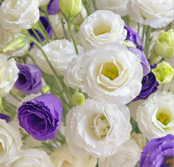 💐Lisianthus – Timeless Beauty, Everlasting Love💫