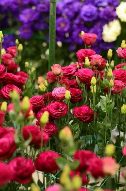 💐Lisianthus – Timeless Beauty, Everlasting Love💫