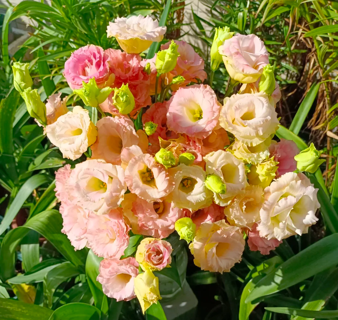 💐Lisianthus – Timeless Beauty, Everlasting Love💫