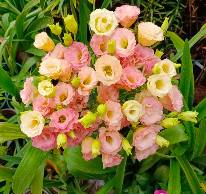 💐Lisianthus – Timeless Beauty, Everlasting Love💫
