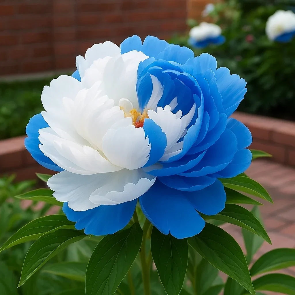 Rare Double Peonies That Bloom Big & Beautiful