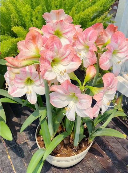 ✨Limited Offer 🌺 Double-Petaled Perfume Amaryllis Bulbs – Giant Blooms, Winter’s Flower ❄️